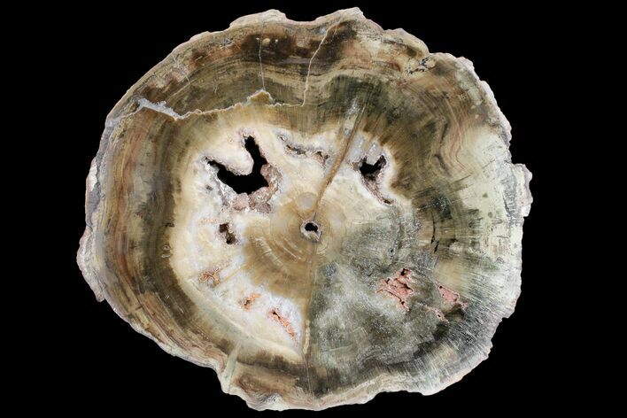 Triassic Petrified Wood (Woodworthia) Round - Zimbabwe #167919